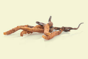 Cordyceps