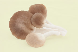 Pleurotus (Seitling)