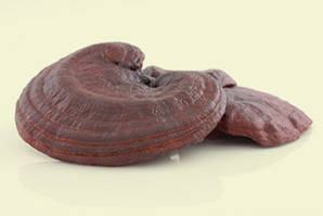 Reishi